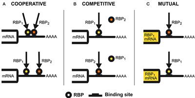 Handshakes and Fights: The Regulatory Interplay of RNA-Binding Proteins